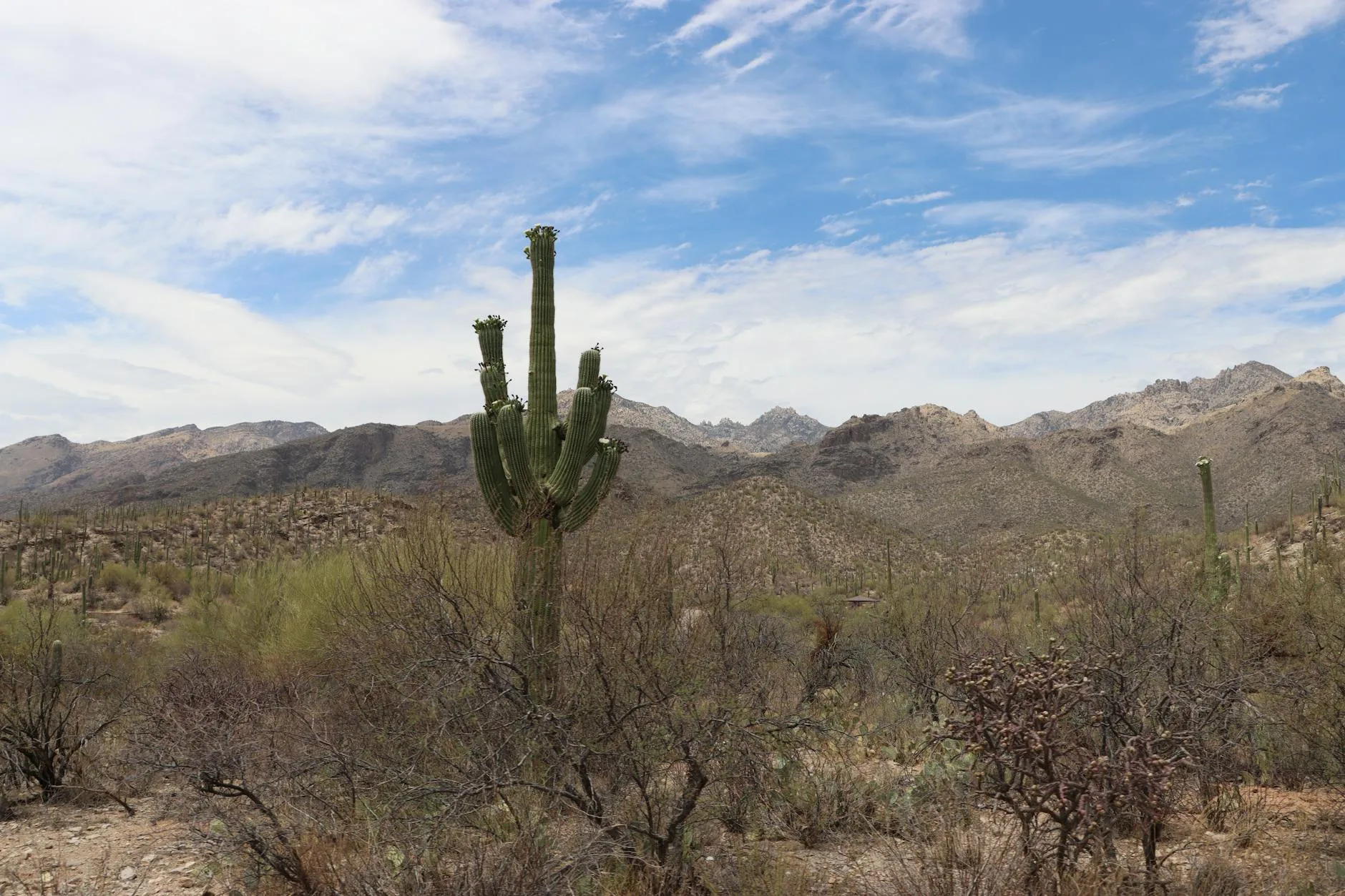 Arizona: Tucson and Beyond — travelogue presentation by Michael Artman