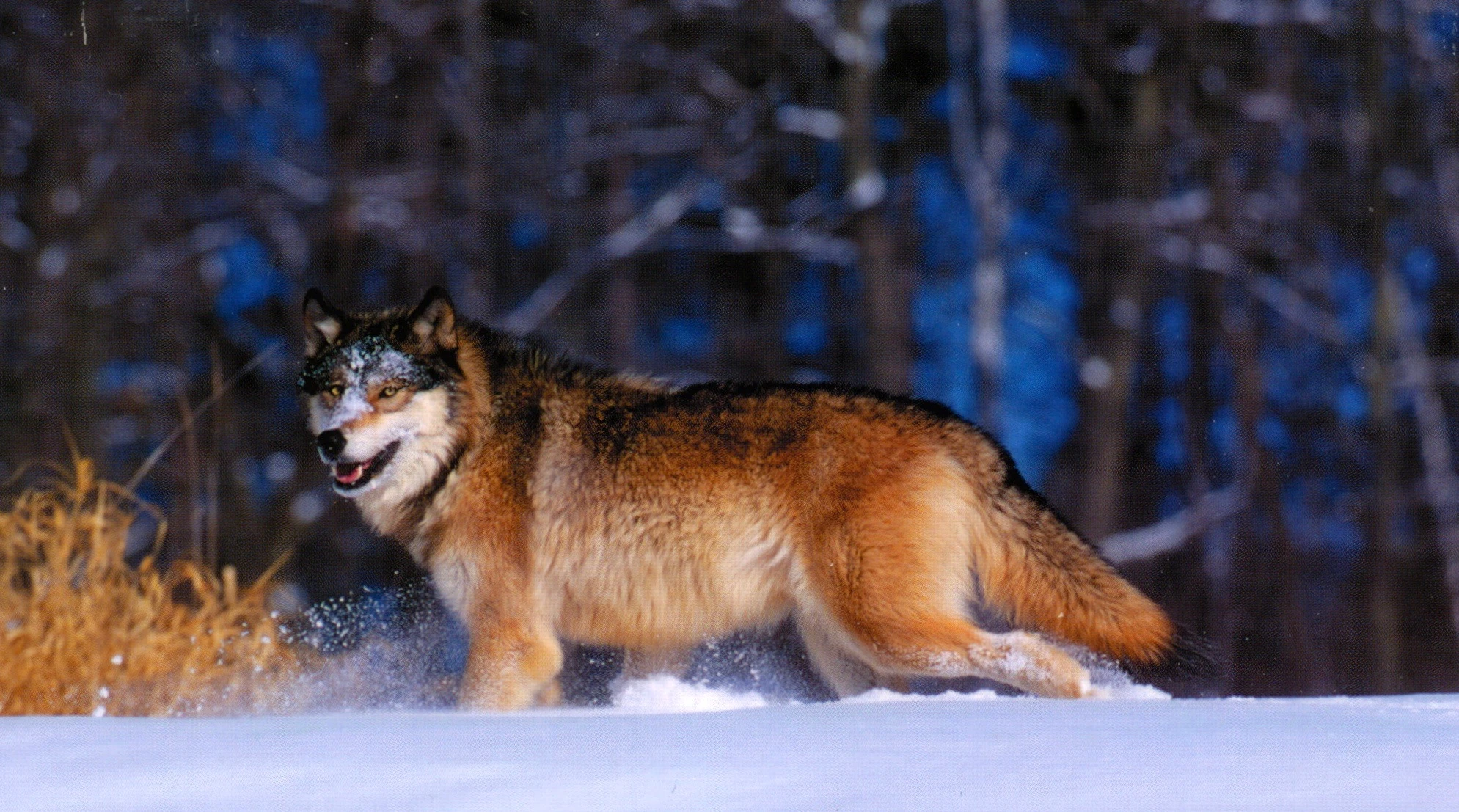 Jack London's Alaska travel photography — Off The Beaten Path Travelogues